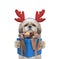 Cute santa dog in reindeer antlers with new year gift