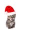 Cute santa kitten