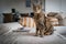 A cute Savannah cat on a couch