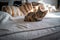 A cute Savannah cat on a couch