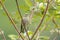 Cute savannah sparrow on a branch