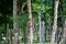 Cute scared baby monkey hiding behind a tree in a forest with a blurred background