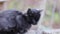 Cute scared black kitten sits on a stone in the street, looks around