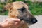 Cute scared brown dog portrait in sunny street, homeless doggy on a walk