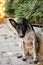 Cute scared dog sitting next to volunteer in summer day. Adoption from shelter concept. Mixed breed black and white dog. Sweet