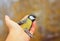 Cute scared little bird tit is sitting on the fingers of a manâ€™s hand and is going to fly away to the spring sky on a sunny
