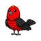 Cute scarlet tanager bird cartoon