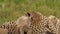 Cute scene of baby cheetah climbing on mother playful, learning about nature around. Wildcat family in wide African