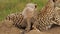 Cute scene of baby cheetah climbing on mother playful, learning about nature around. Wildcat family in wide african