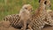 Cute scene of baby cheetah climbing on mother playful, learning about nature around. Wildcat family in wide african