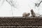 Cute scene of stray cats on the roof of a house in an old alley in Beijing, China