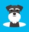 Cute Schnauzer dog on the hole, watching, vector illustration