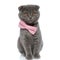 Cute scotish fold cat wearing pink bowtie and looking away