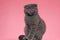 Cute scotish fold kitty sitting on pink background