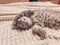 Cute scottish cat, beautiful domestic cat sleeping sweetly