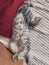 Cute scottish cat, beautiful domestic cat sleeping sweetly