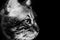 Cute scottish cat black and white animals portraits