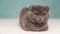 Cute Scottish fold cat on blue background