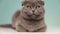 Cute Scottish fold cat on blue background