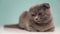 Cute Scottish fold cat on blue background