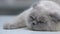 Cute scottish fold cat falling asleep, healthy pet for adoption, close-up