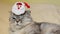 Cute scottish fold cat in the guise of Santa Claus