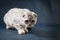 Cute Scottish Fold cat staying four legs, silver spotted