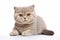 Cute Scottish Fold Cat with Striking Amber Eyes on White Background. isolated