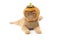 Cute scottish fold cat wearing pumpkin hat lay down on white background