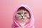 Cute scottish fold cat wrapped in a towel on pink background looking at camera. Washing pets. AI generated