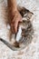 cute scottish fold kitten hugs man;s hand