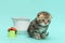 Cute Scottish fold kitten, one month old, color spotted tabby