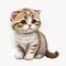 Cute Scottish Fold Kitten on White Background