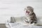 Cute scottish fold kitten yawning