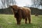 Cute scottish highland cattle standing on a grass