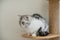 Cute Scottish tabby cat breed stand on shelf by white wall
