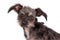 Cute Scruffy Terrier Crossbreed Dog Closeup