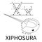 Cute Sea Animal Alphabet Series. X is for Xiphosura. Vector cartoon character design illustration