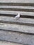 Cute Sea Gull enjoying fair weather at Bondai Beach Australia