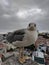 Cute sea gull looking staring at you