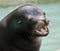 Cute sea lion barking