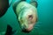 Cute Sea Lion Portrait Underwater