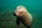 Cute Sea Lion Portrait Underwater
