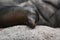 Cute Sea Lion Rubbing His Head on a Rock