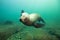 Cute Sea Lion Underwater