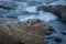 Cute Sea Lions Laying on Rocks