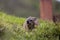 Cute sea otter eating in grass