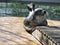 cute sea seal at the berlin zoo