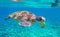 Cute sea turtle in blue water of tropical sea. Green turtle underwater photo. Wild marine animal in natural environment