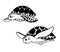 Cute sea turtle is swimming. Black and white vector illustration isolated on white.